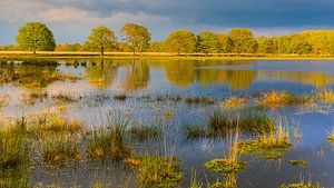 Abendlicht im Nationalpark Dwingelderveld