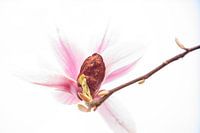 Early spring bloomer