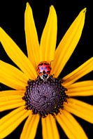 Coccinelle