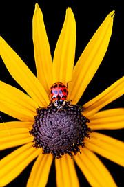 Ladybird by Dennis Venema