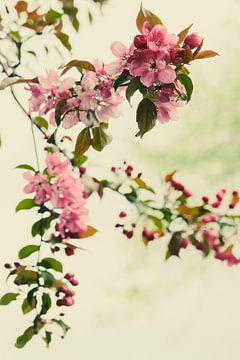 The hanging branches of the hawthorn. by tim eshuis