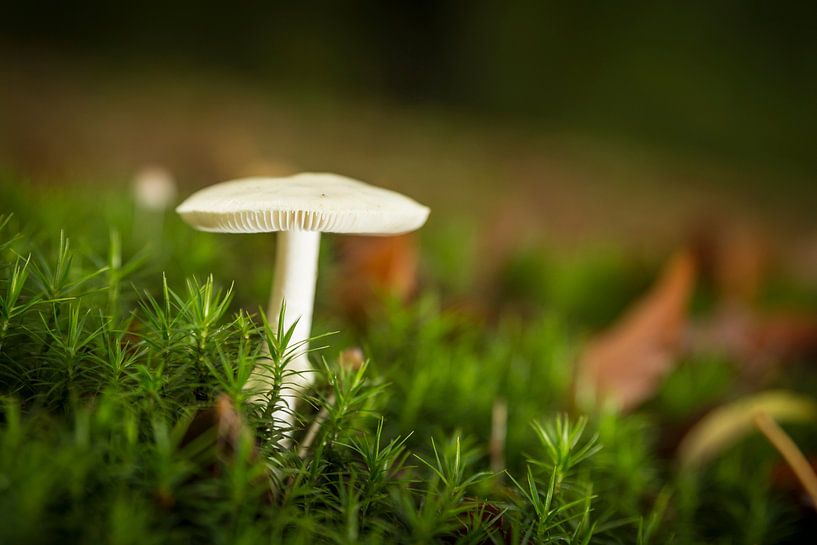 De paddenstoel van Geert-Jan Timmermans