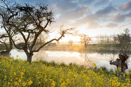 Lever de soleil brumeux dans le champ de colza
