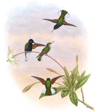 Zwartbuikige zoemende vogel, John Gould van Hummingbirds