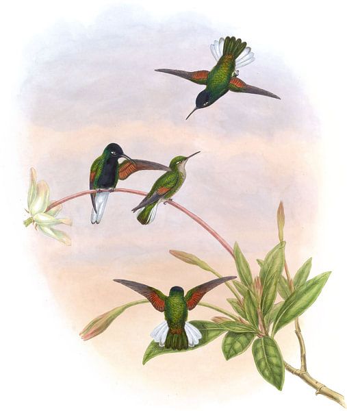 Bird-bird à ventre noir, John Gould par Hummingbirds