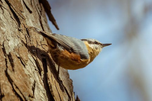 Oiseau de la forêt - Sittelle