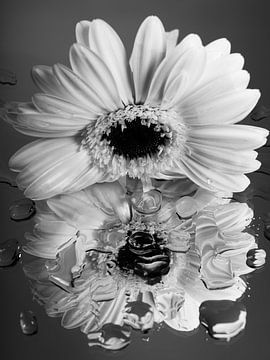 Schwarz - Weiß: Weiße Gerbera "schaut" auf ihr verzerrtes Spiegelbild von Marjolijn van den Berg