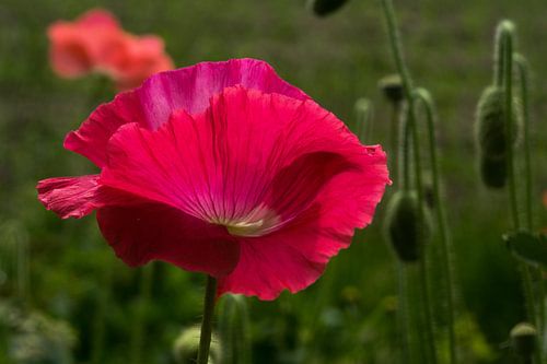 klaproos, papaver