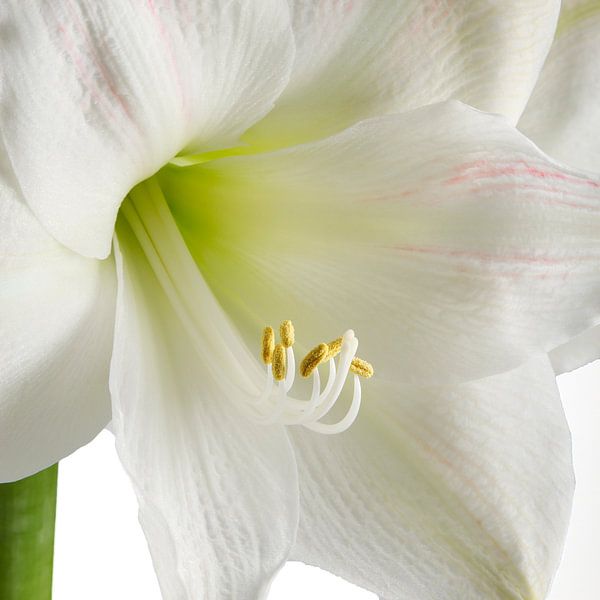 Amaryllis bloem van Menno Schaefer