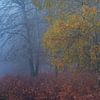 Sfeervolle herfst op de Veluwe van Sander Grefte