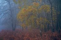 Stimmungsvoller Herbst in der Veluwe von Sander Grefte Miniaturansicht