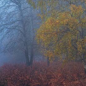 Stimmungsvoller Herbst in der Veluwe von Sander Grefte