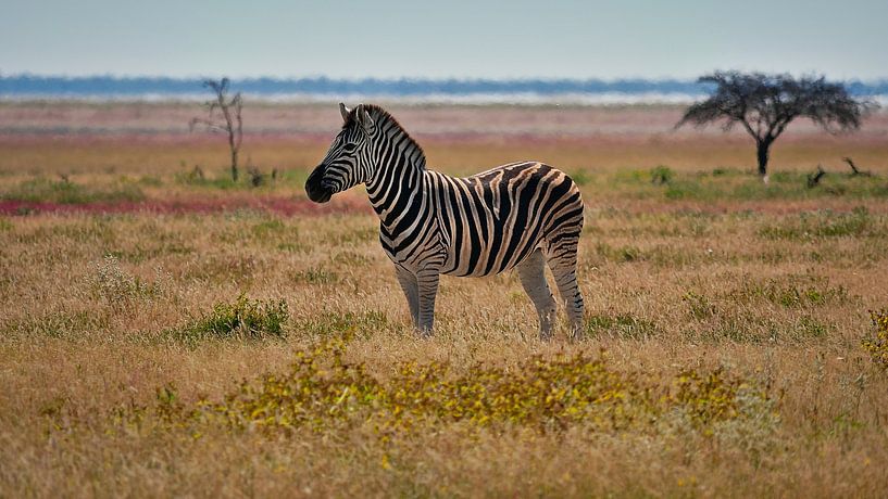 Lonely zebra in the middle of a colourful meadow in Etosha by Timon Schneider