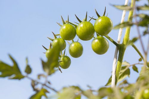Ook zijn ze niet groen, de miniparadeerders...