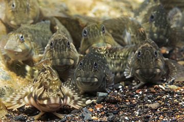 curious slimefish on canary islands by Arthur de Bruin