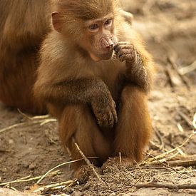 Jonge aap bij zijn moeder van Richard Zeinstra