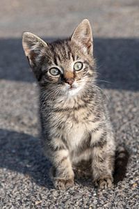 Jonge kitten op een boerderij