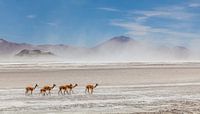 Vicuna's op de Salar de Surire