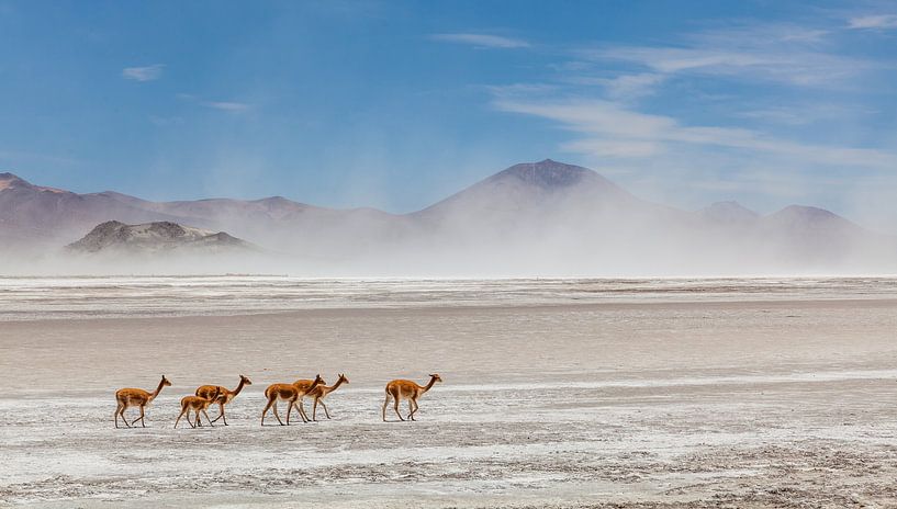 Vicunas auf dem Salar de Surire von Paul de Roos