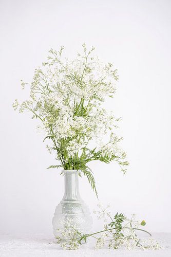 Pfeifenkraut