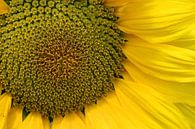 Sonnenblume von Antwan Janssen Miniaturansicht