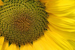 Tournesol