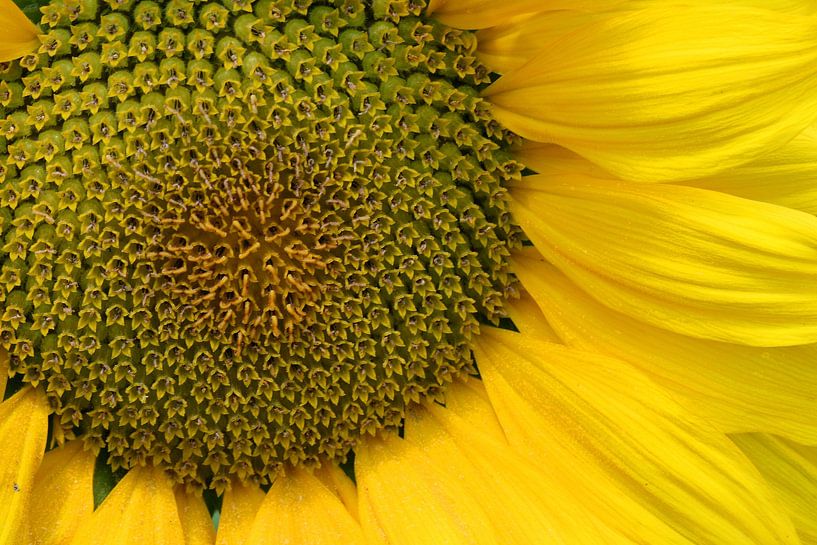 Sonnenblume von Antwan Janssen