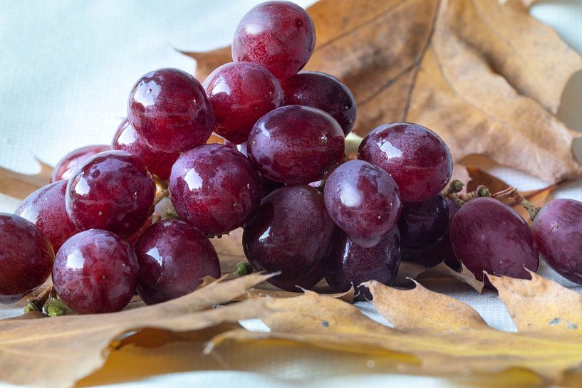 Raisins bleus sur des feuilles de chêne brun et sec par Robin Verhoef