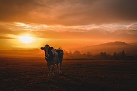 Vache au lever du soleil sur Deborah de Koning
