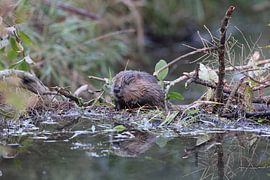 jonge Europese bever Zwabische Alb Baden Wuerttemberg Duitsland