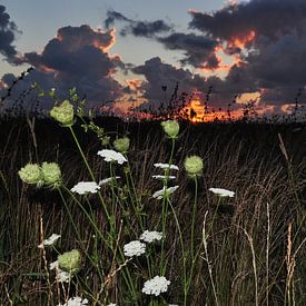 Zonsondergang met bloemen / Sunset with flowers van Henk de Boer