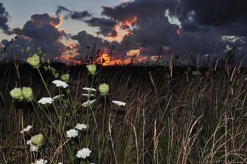 Sunset with flowers