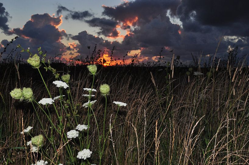 Sonnenuntergang mit Blumen von Henk de Boer