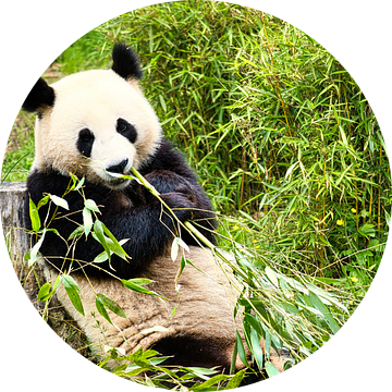 Reuzenpanda die bamboe eet. De bedreigde beer uit Azië met zwarte van Martin Köbsch