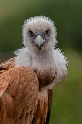 griffon vulture looks at you.