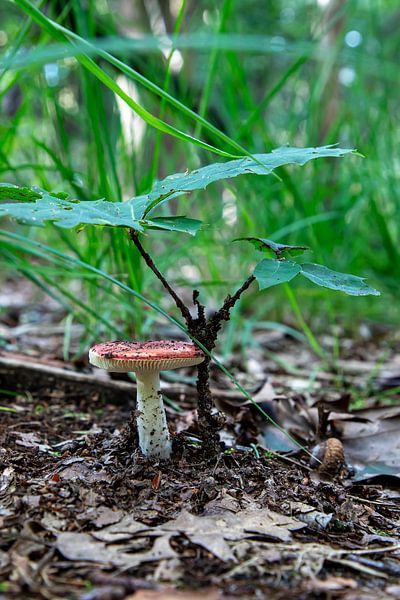 Champignon par Hans Aanen