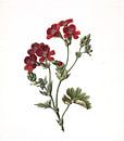 Fleur rouge, M. de Gijselaar - 1830 par Het Archief Aperçu