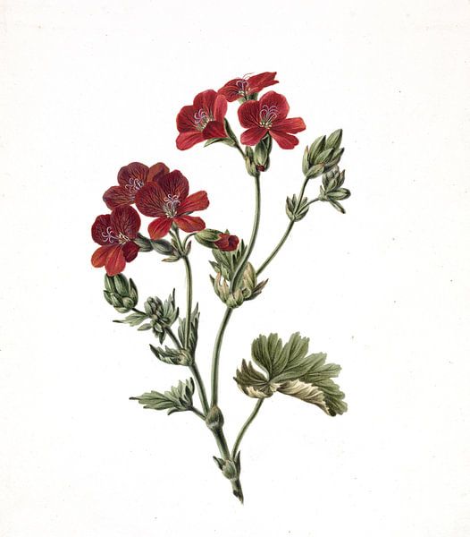 Fleur rouge, M. de Gijselaar - 1830 par Het Archief
