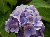 violette Blume von Laurenz Heymann Miniaturansicht