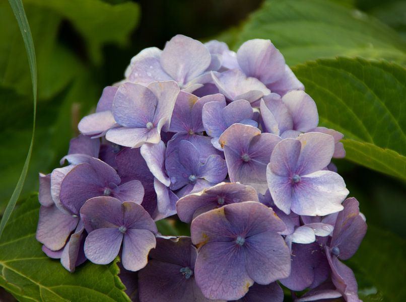 violette Blume von Laurenz Heymann