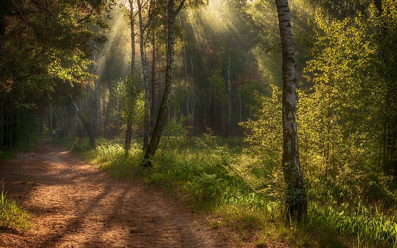im sonnigen Wald von Mykhailo Sherman