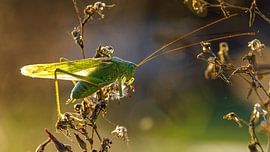 Green Grasshopper by Roland Brack