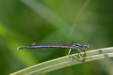 Dragonfly on a blade of grass by Ulrike Leone