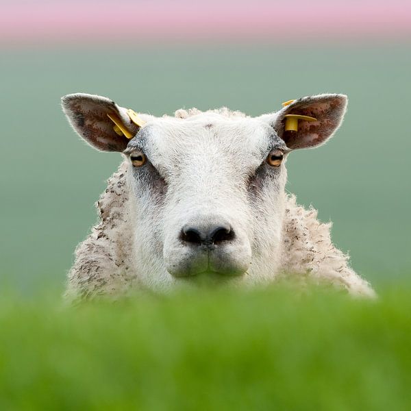 Sheep by Remke Spijkers