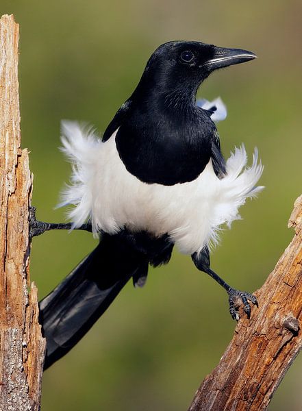 Eurasian Magpie, Pica pica by Beschermingswerk voor aan uw muur