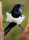 Eurasian Magpie, Pica pica by Beschermingswerk voor aan uw muur thumbnail