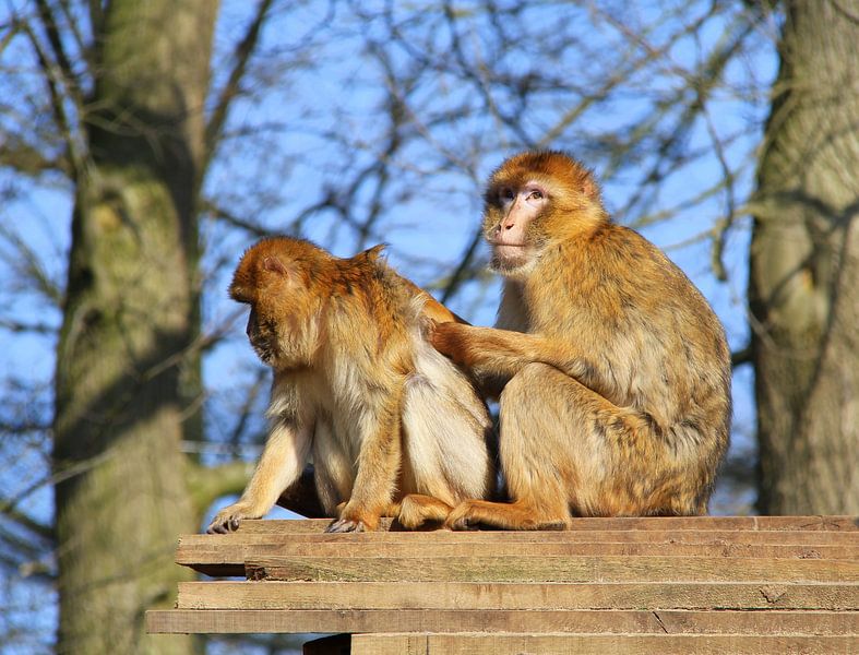 Singes berbères. par Jose Lok