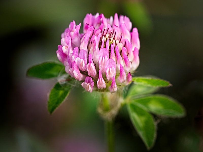 Clover by Rob Boon