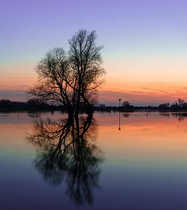 Willow in a flooded floodplain