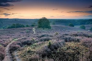 Heather auf der Posbank von John Leeninga